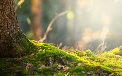 Reiki und Energiearbeit in Freiburg – Heilung, Klarheit & neue Lebenskraft